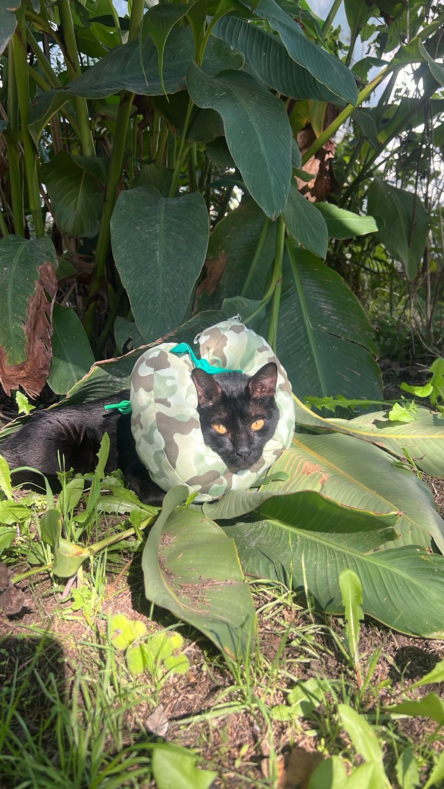 Gata negra con collar postoperatorio Pretel camuflado entre las plantas - Confort Mascotero